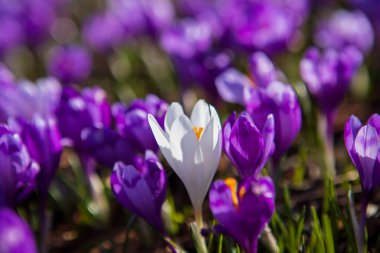 Çiçekli timsahlar ve kar damlaları ilkbaharda dağ yamaçlarında.