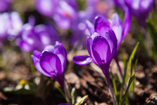 산비탈에서 봄에는 크로커스 방울이 피어나고 — 스톡 사진