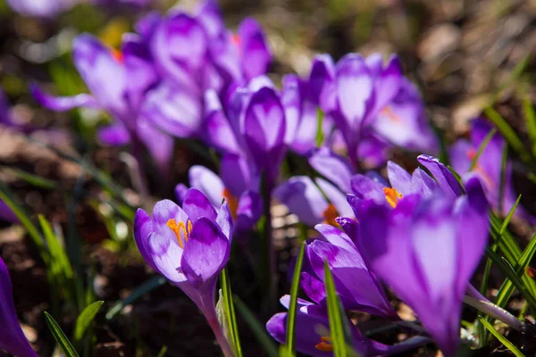 산비탈에서 봄에는 크로커스 방울이 피어나고 — 스톡 사진