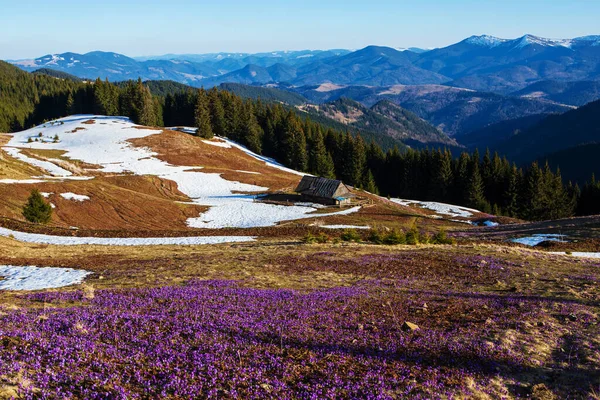 Blommande Krokusar Bergssluttningarna Våren — Stockfoto
