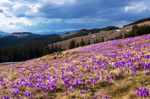 Crochi Fiore Sulle Pendici Della Montagna Primavera — Foto Stock