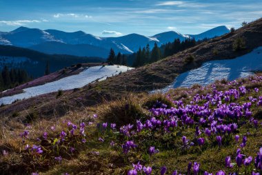 Baharda dağ yamaçlarında çiçek açan timsahlar..