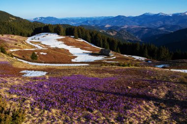 Baharda dağ yamaçlarında çiçek açan timsahlar..