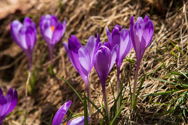 Crochi Fiore Bucaneve Primavera Sui Pendii Della Montagna — Foto Stock