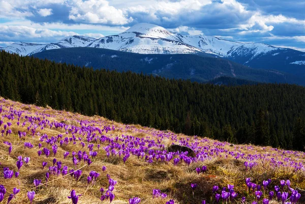 春に山の斜面に咲く群生 — ストック写真