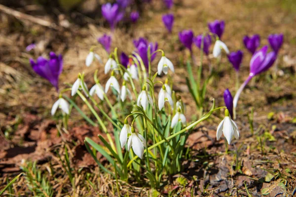 Blooming Crocuses Snowdrops Spring Mountain Slopes — Stock Photo, Image