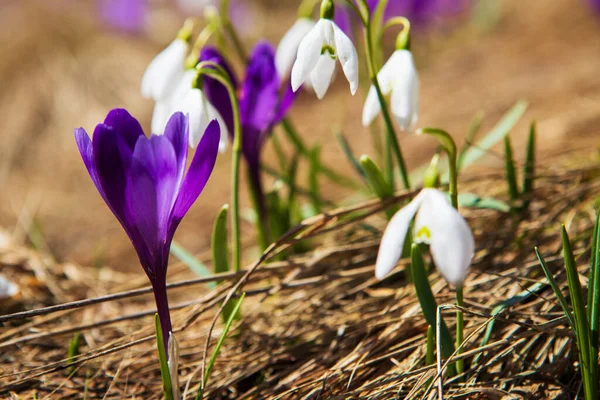 Blooming Crocuses Snowdrops Spring Mountain Slopes — Stock Photo, Image