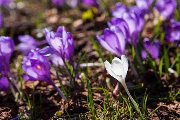 Crochi Fiore Bucaneve Primavera Sui Pendii Della Montagna — Foto Stock