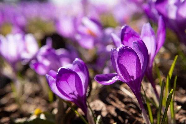 Blooming Crocuses Snowdrops Spring Mountain Slopes — Stock Photo, Image