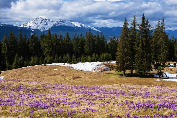 春に山の斜面に咲く群生 — ストック写真