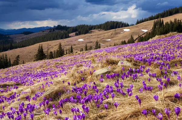 Crochi Fiore Sulle Pendici Della Montagna Primavera — Foto Stock