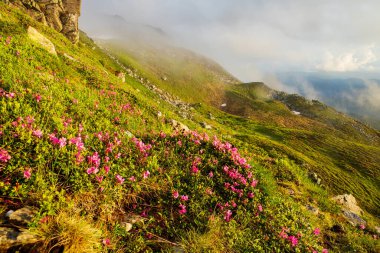 Akşam güneşiyle aydınlanan sis, dağların yamaçlarını kaplıyor. Karpatlar, Ukrayna.