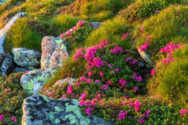 Karpat Dağları 'nda çiçek açan rhododendron. Ukrayna.
