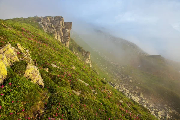 Nebel Bedeckt Die Hänge Der Berge Bedeckt Mit Blühendem Rhododendron — Stockfoto