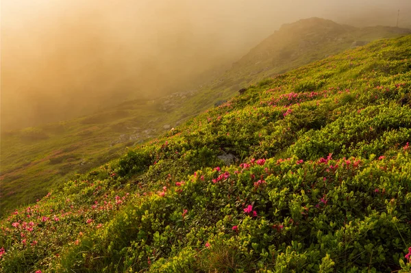 Nevoeiro Iluminado Pelo Sol Noite Cobre Encostas Das Montanhas Cárpatos — Fotografia de Stock