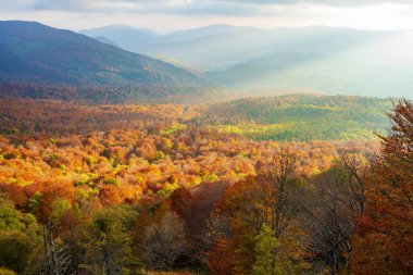 Golden autumn in the Carpathians. A wonderful view of the valley with the autumn forest. Eastern Carpathians.