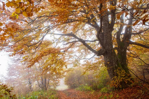 Wonderful Golden Autumn Beech Forests Eastern Carpathians Ukraine — ストック写真