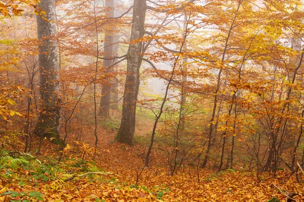 Wonderful Golden Autumn Beech Forests Eastern Carpathians Ukraine — Stock Photo, Image