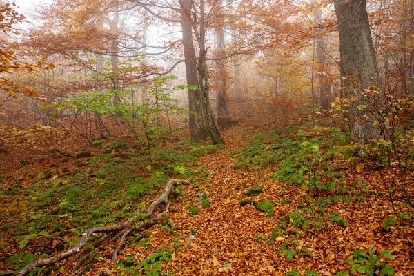 Wonderful Golden Autumn Beech Forests Eastern Carpathians Ukraine — стокове фото