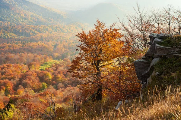 Golden Autumn Carpathians Wonderful View Valley Autumn Forest Eastern Carpathians — Stock Photo, Image