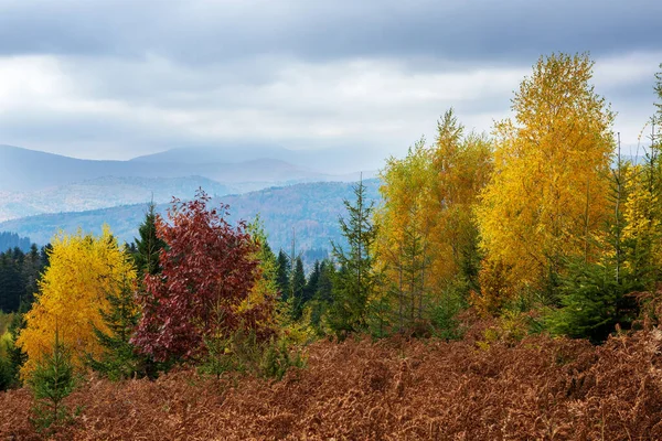 Wonderful View Autumn Landscape Eastern Carpathians Ukraine — ストック写真