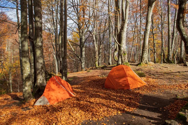 Two Tents Autumn Beech Forest Lawn Eastern Carpathians — стоковое фото