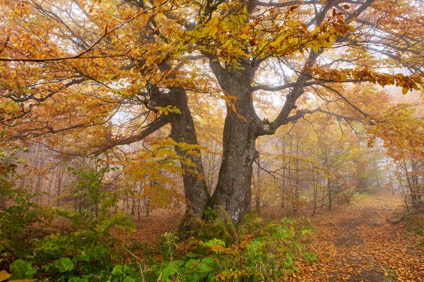 Wonderful Golden Autumn Beech Forests Eastern Carpathians Ukraine Imágenes de stock libres de derechos