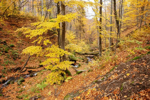 Wonderful Golden Autumn Beech Forests Eastern Carpathians Ukraine 스톡 사진