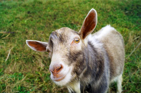 Ziege — Stockfoto