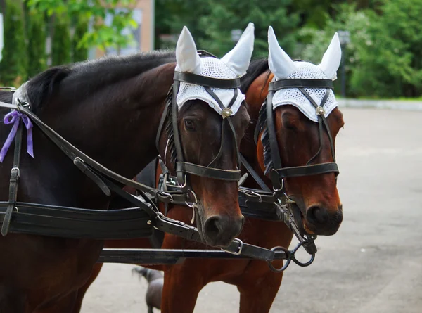 Horses in harness — Stock Photo, Image