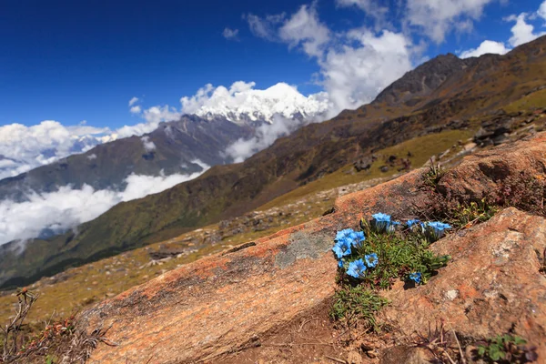 Kwiaty i kolory langtang — Zdjęcie stockowe