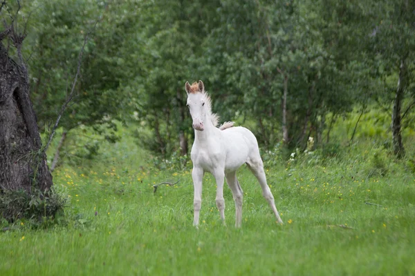 Чистая маленькая белая лошадь Стоковая Картинка