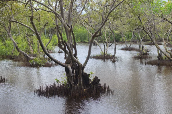 Bomen in het water — Stockfoto