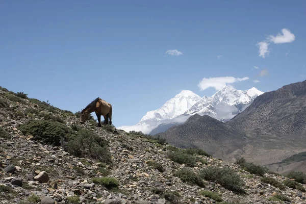 马在喜马拉雅山的山坡上吃草 — 图库照片