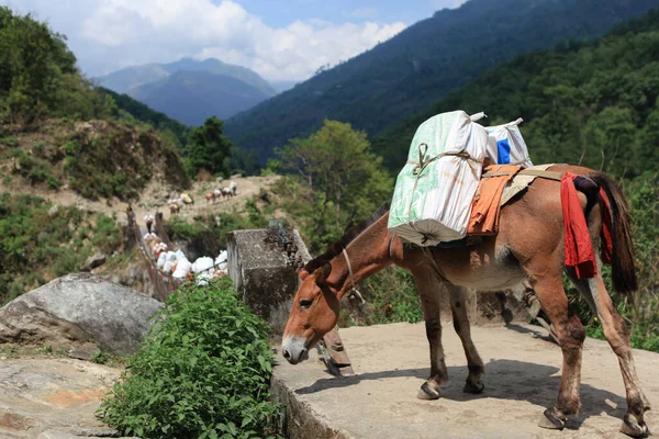 Una Carovana Asini Soma Attraversa Una Profonda Gola Montagna Ponte — Foto Stock