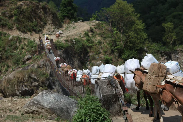 一车群驴子在一座悬索桥上穿过深山峡谷 — 图库照片