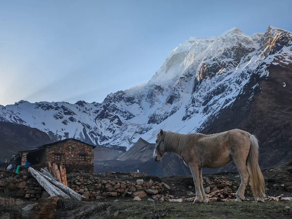 早上在喜马拉雅山雪峰的背景下骑马 — 图库照片