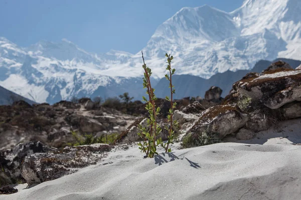 脆弱的树枝冲破了山中的岩石 喜马拉雅山 — 图库照片