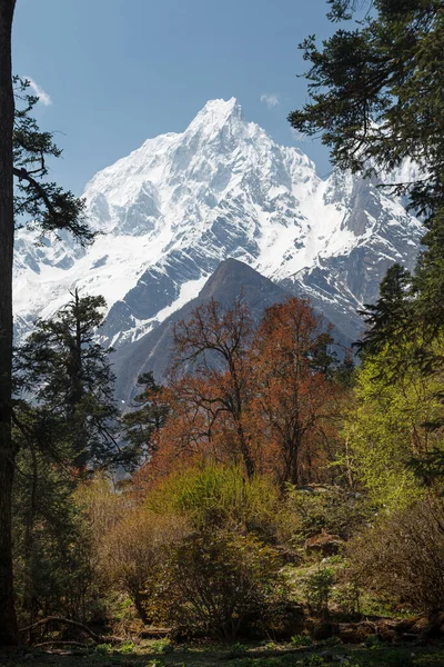 Picos Montaña Nevados Enmarcados Por Árboles Himalayas Bimthang —  Fotos de Stock