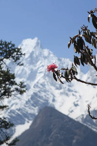 Sommets Enneigés Encadrés Arbres Himalaya Bimthang — Photo