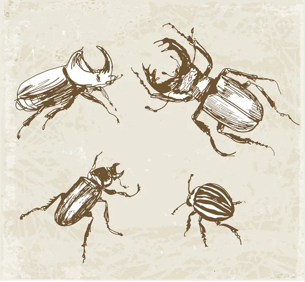 Sketches of beetles — Stock Vector