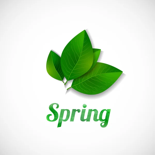 Green leaves and word "Spring" — Stock Vector