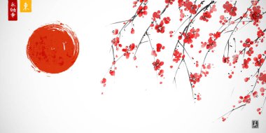 Japon eriğinin çiçek açan mürekkep tablosu ve beyaz arka planda büyük kırmızı güneş. Geleneksel oryantal mürekkep boyası sumi-e, u-sin, go-hua. Hiyeroglifler - sonsuzluk, özgürlük, mutluluk, doğu, güzellik.