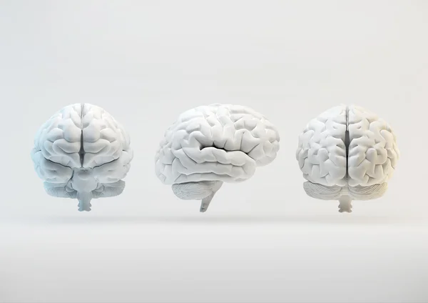 El cerebro humano desde diferentes ángulos — Foto de Stock