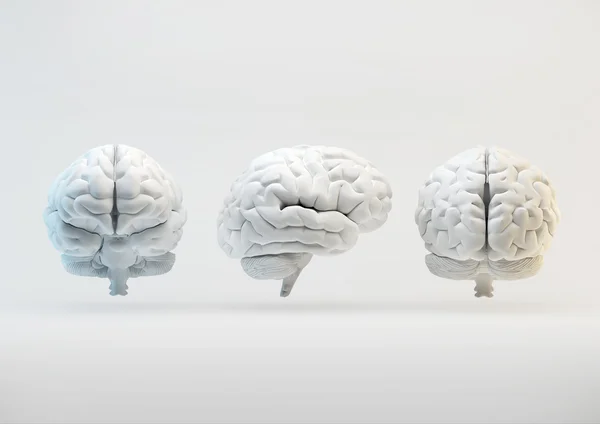 El cerebro humano desde diferentes ángulos Imagen de stock