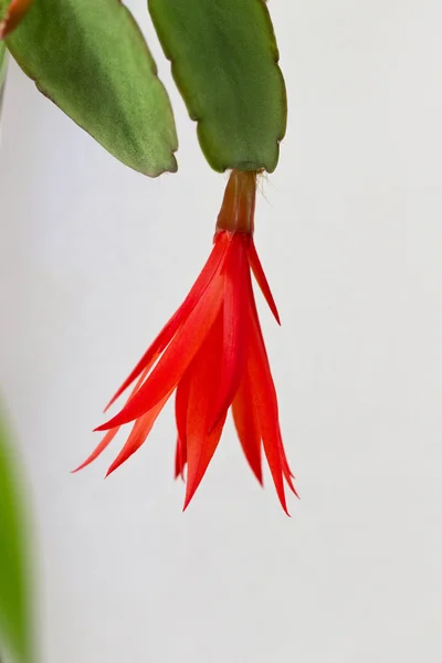 Colourful flower of a houseplant Zygocactus — Stock Photo, Image