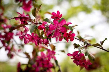 Çiçek açan meyve ağacı.