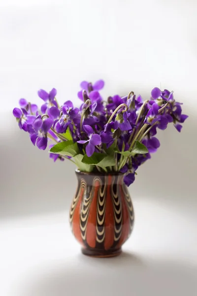 Beautiful bouquet of field violets — Stock Photo, Image