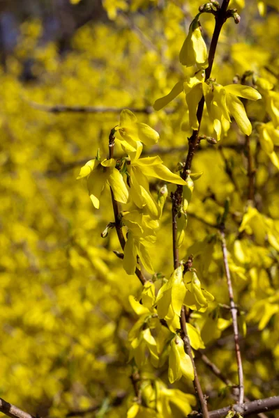 Kvetoucí bush — Stock fotografie