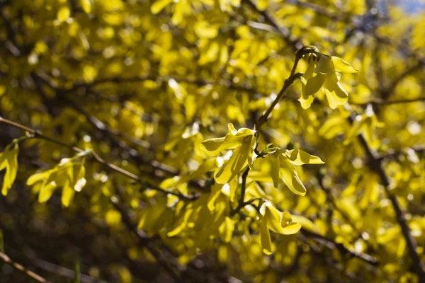 Kvetoucí bush — Stock fotografie